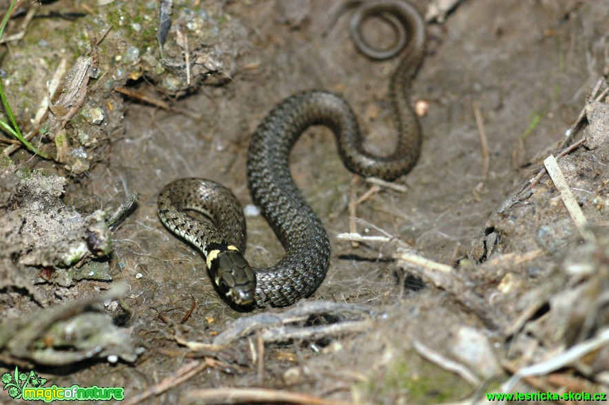 Užovka obojková - Natrix natrix - Foto Gerd Ritschel (2)