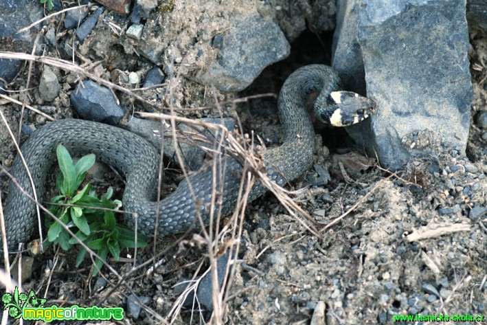 Užovka obojková - Natrix natrix - Foto Gerd Ritschel (3)