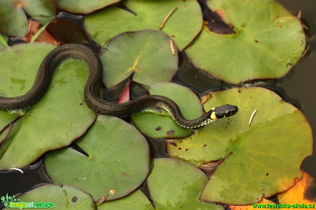 Užovka obojková - Natrix natrix - Foto Gerd Ritschel (4)