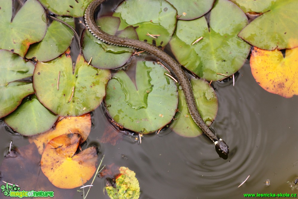 Užovka obojková - Natrix natrix - Foto Gerd Ritschel (5)