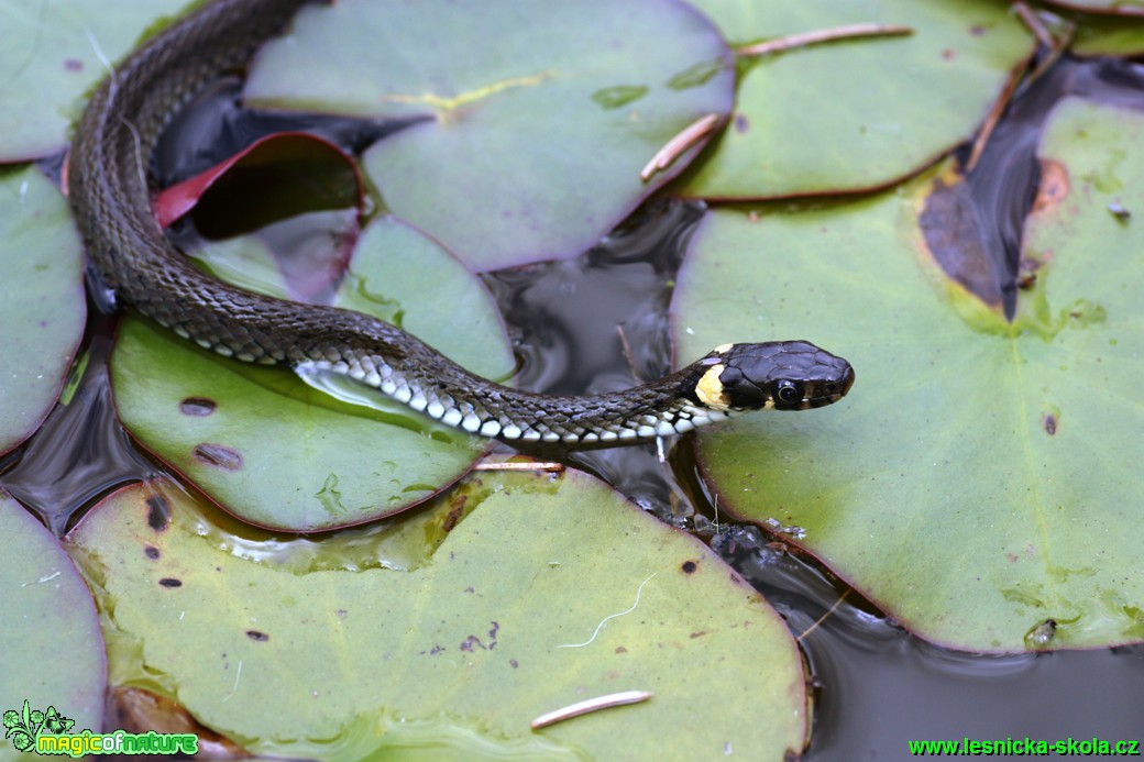 Užovka obojková - Natrix natrix - Foto Gerd Ritschel (6)