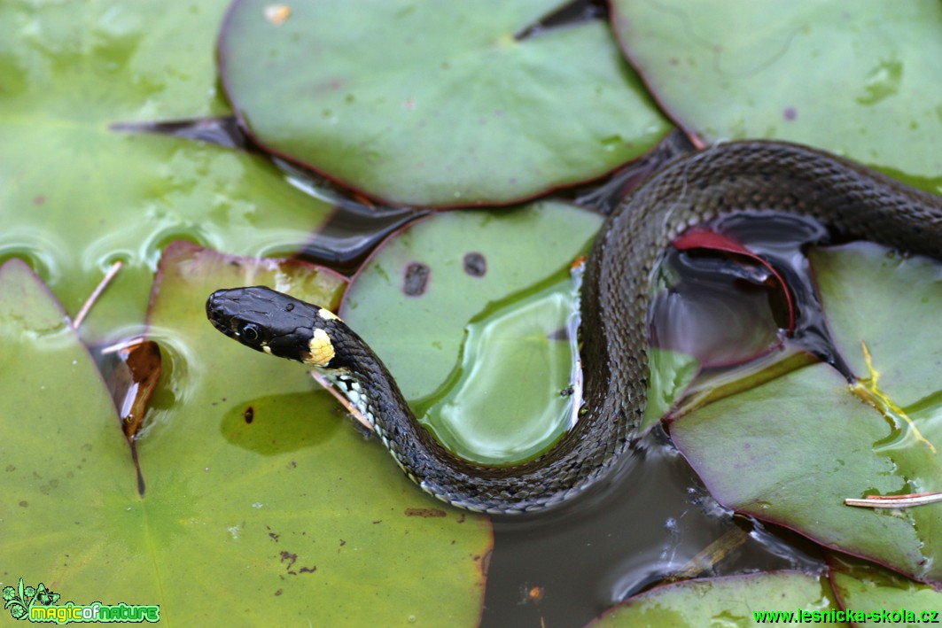 Užovka obojková - Natrix natrix - Foto Gerd Ritschel (7)