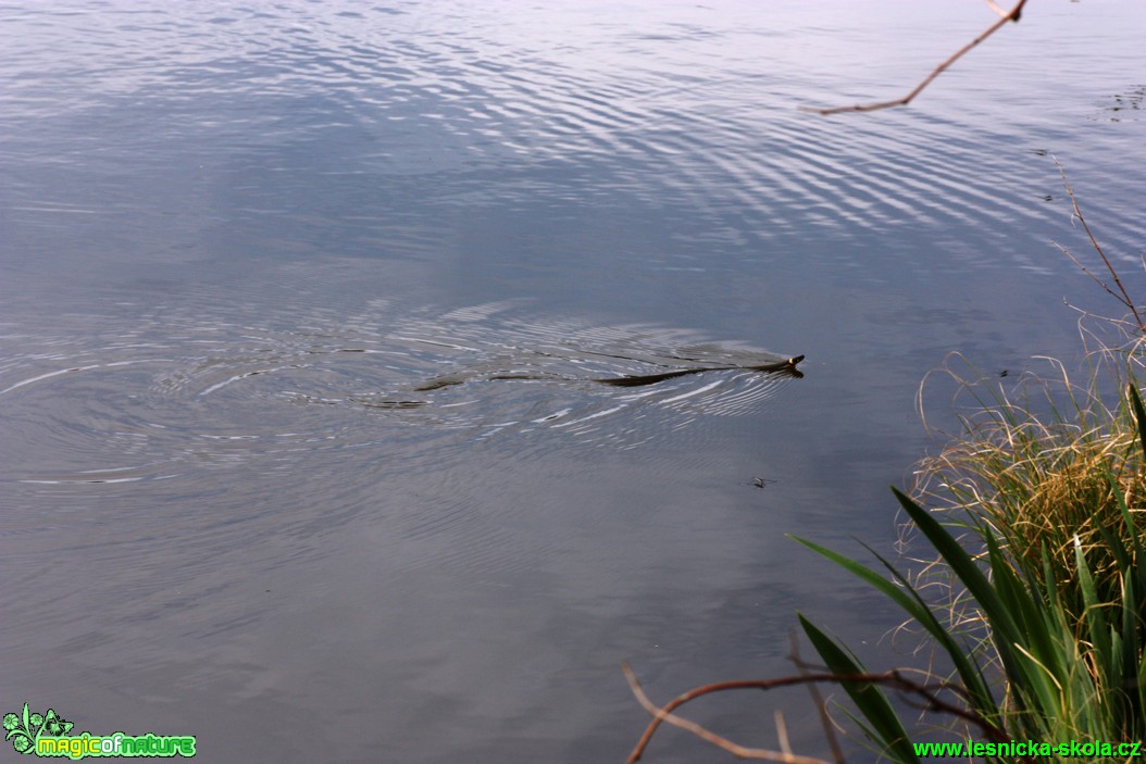 Užovka obojková - Natrix natrix - Foto Gerd Ritschel (10)