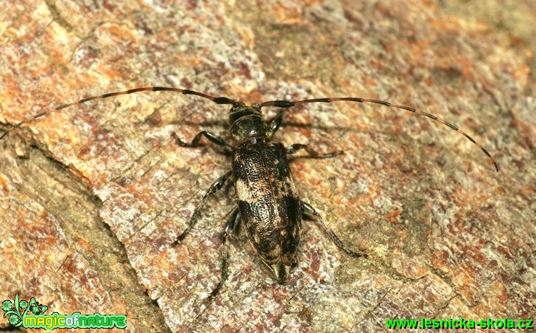 Tesařík - Leiopus nebulosus - Foto G. Ritschel