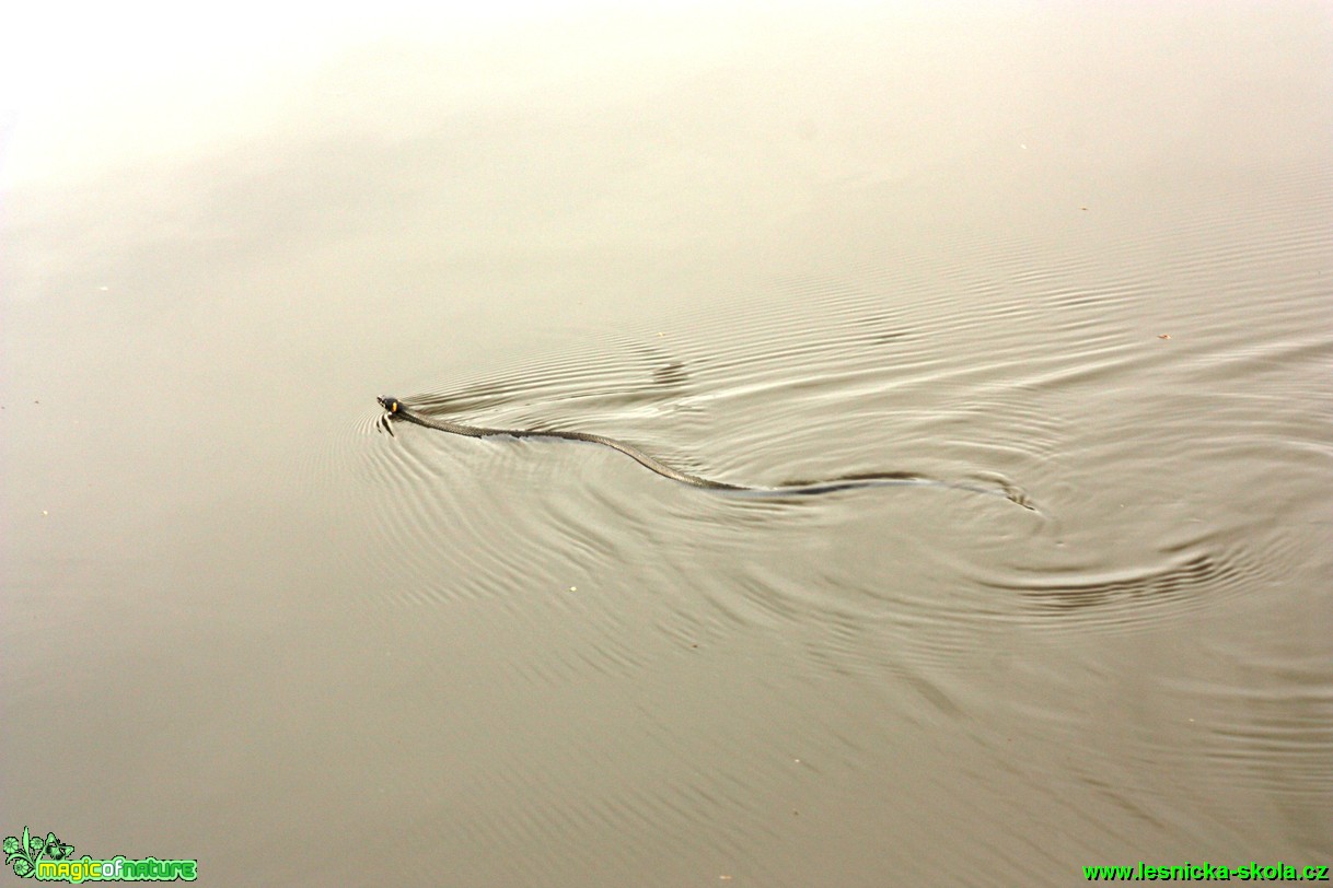 Užovka obojková - Natrix natrix - Foto Gerd Ritschel (11)