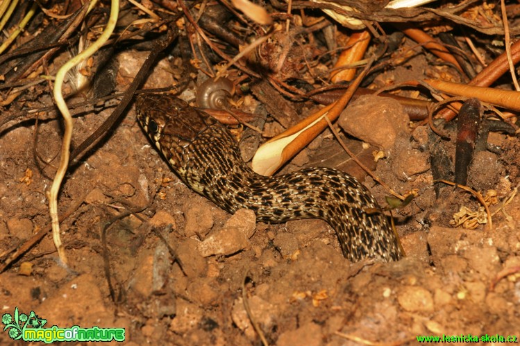 Užovka podplamatá - Natrix tessellata - Foto Gerd Ritschel (1)