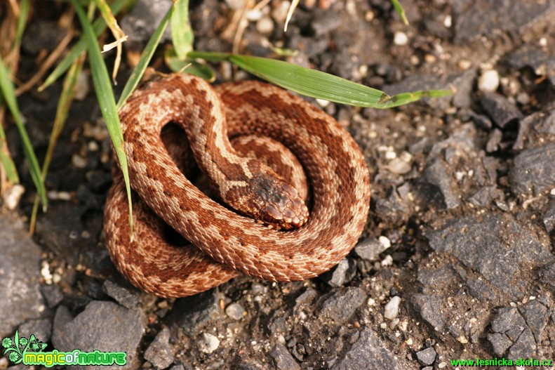 Zmije obecná - Vipera berus - Foto Gerd Ritschel (2)