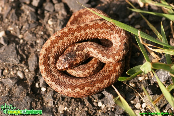 Zmije obecná - Vipera berus - Foto Gerd Ritschel (3)