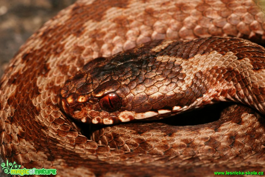 Zmije obecná - Vipera berus - Foto Gerd Ritschel (5)