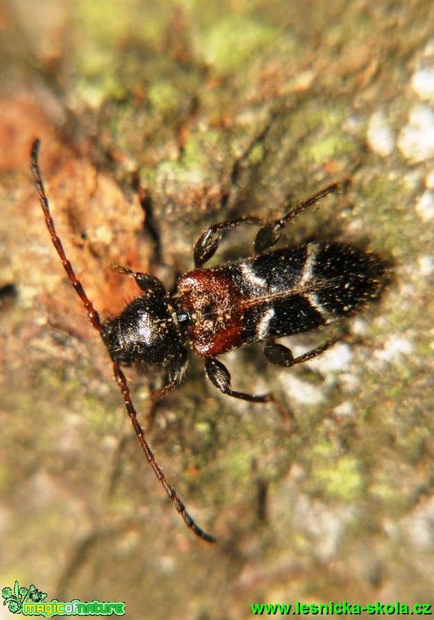 Tesařík - Phymatodes alni - Foto G. Ritschel