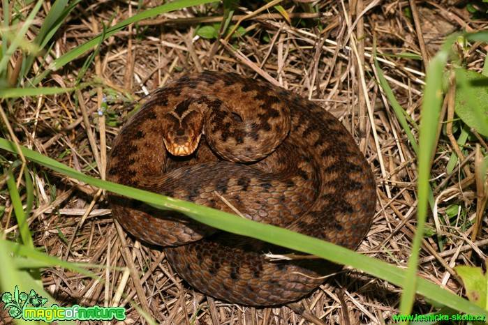 Zmije obecná - Vipera berus - Foto Gerd Ritschel