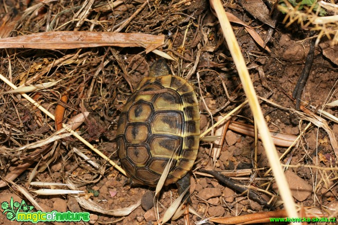 Želva Hermanova - Testudo hermanni - Foto Gerd Ritschel (2)