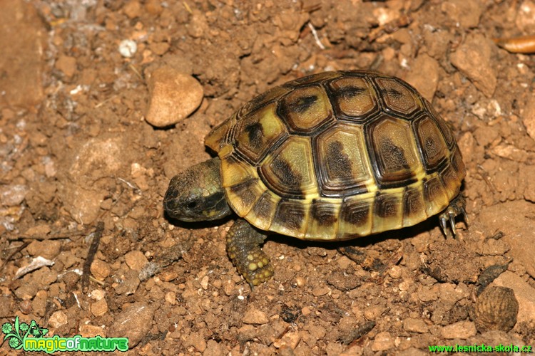 Želva Hermanova - Testudo hermanni - Foto Gerd Ritschel (4)