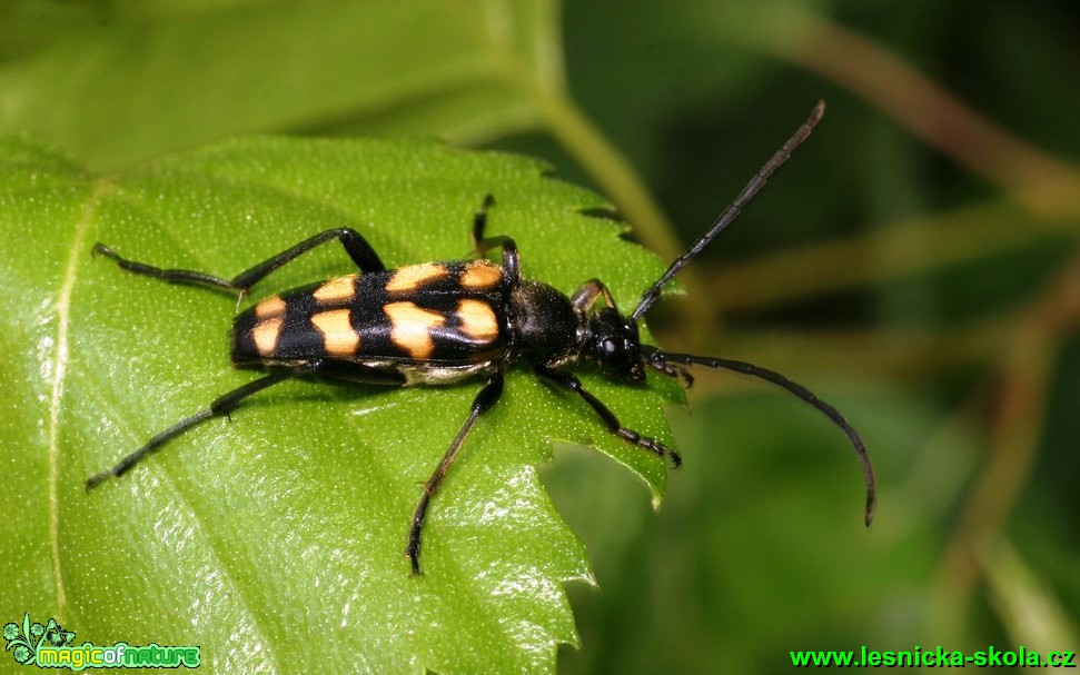 Tesařík čtveropásný - Leptura quadrifasciata - Foto G. Ritschel