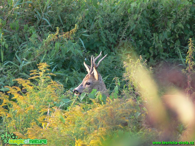 Srnec obecný Capreolus capreolus - Foto Jan Honzík