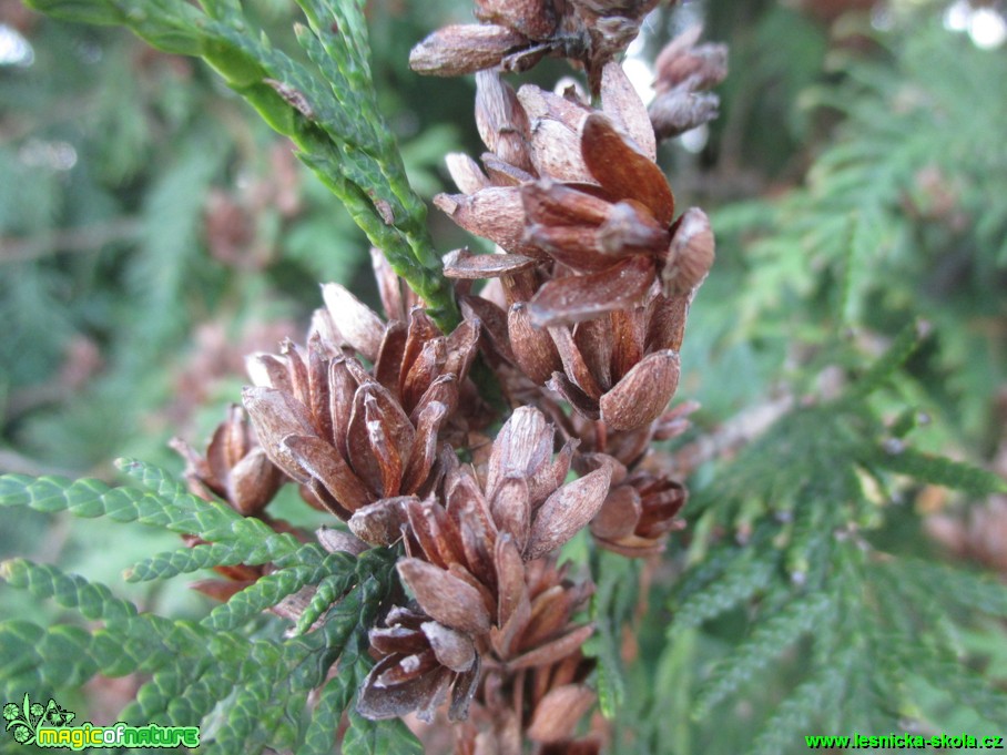 Zerav západní - Thuja occidentalis - Foto Tomáš Burda