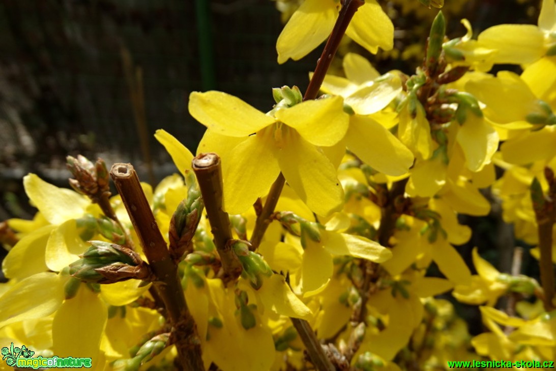 Zlatice - Forsythia - Karel Kříž