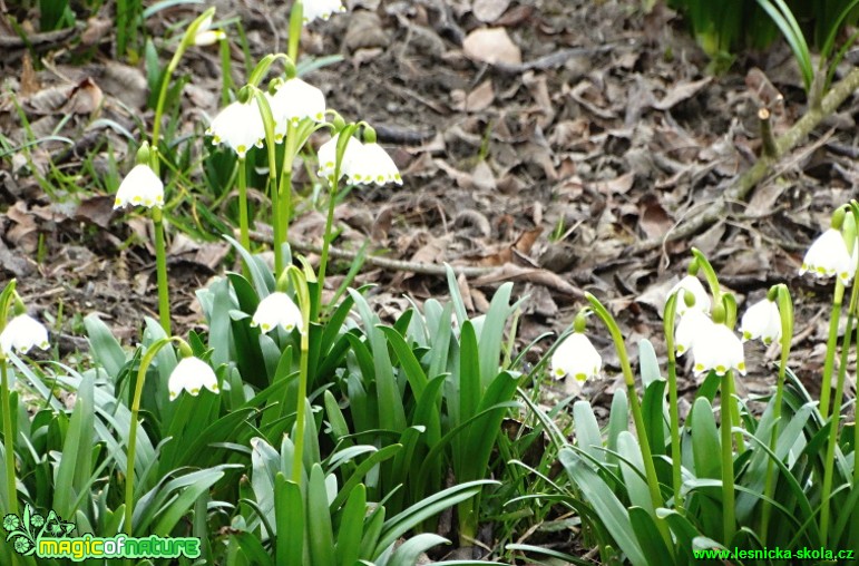 Bledule jarní - Leucojum vernum - Foto - Karel Kříž