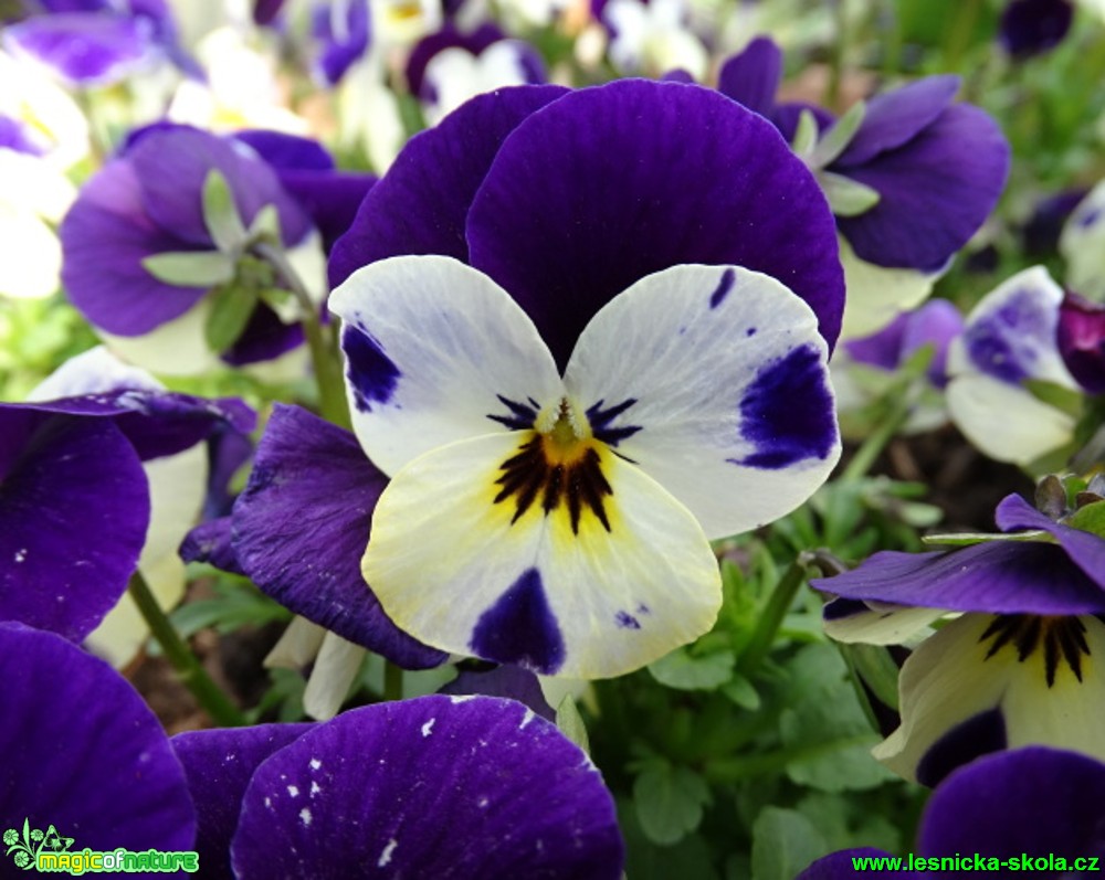 Maceška trojbarevná - Viola tricolor - Foto - Karel Kříž (1)