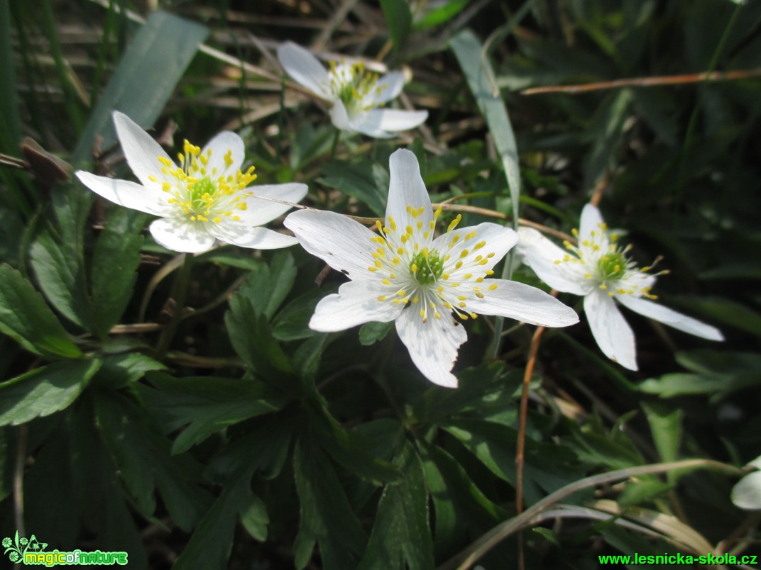 Sasanka hajní - Anemone nemorosa - Foto Tomáš Burda