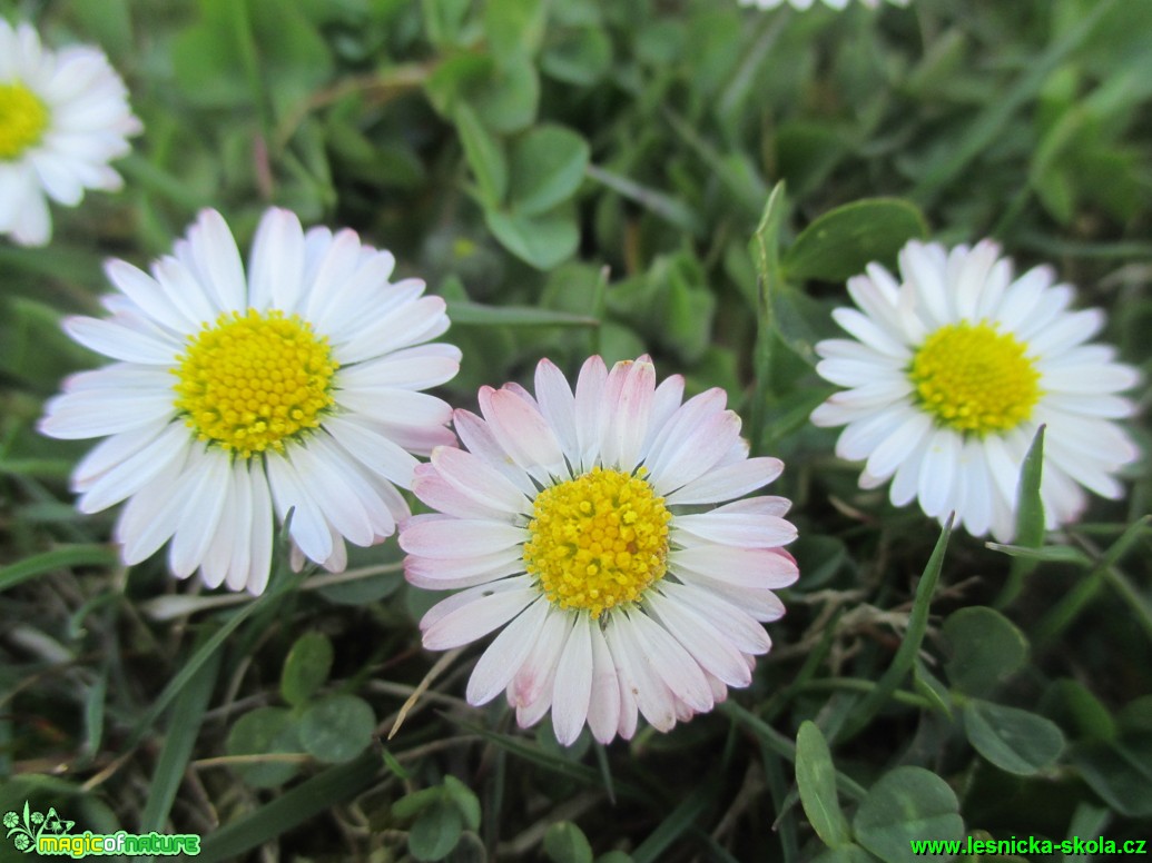 Sedmikráska chudobka - Bellis perennis - Foto Tomáš Burda