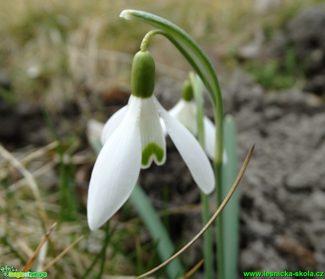 Sněženka předjarní - Galanthus nivalis - Fotot - Karel Kříž (1)