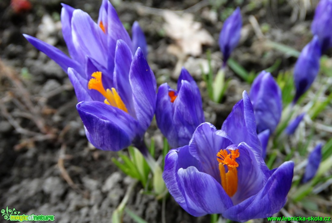 Šafrán - Crocus - Foto - Karel Kříž (1)