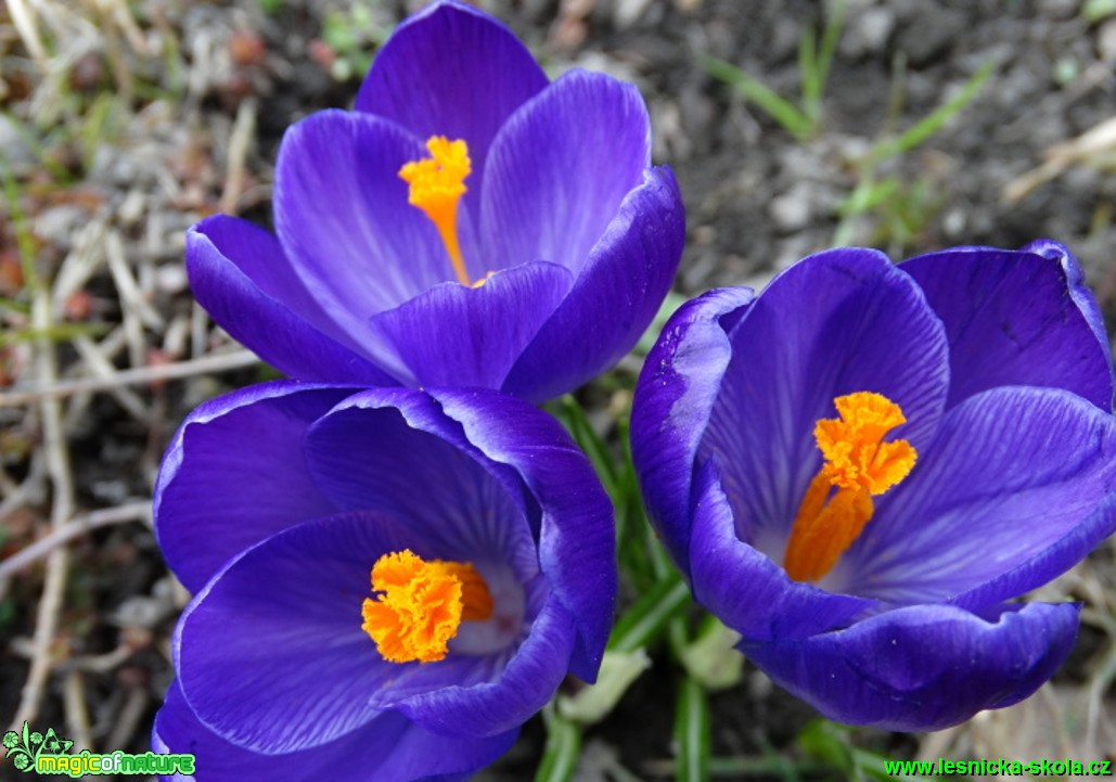 Šafrán - Crocus - Foto - Karel Kříž (2)