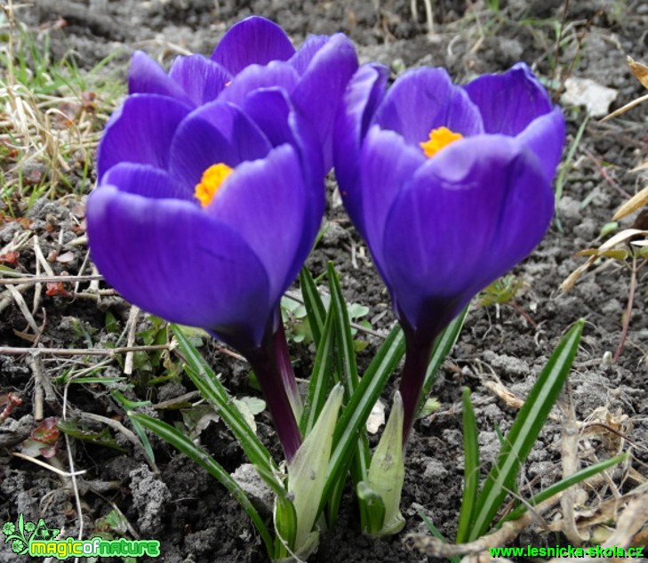 Šafrán - Crocus - Foto - Karel Kříž (3)