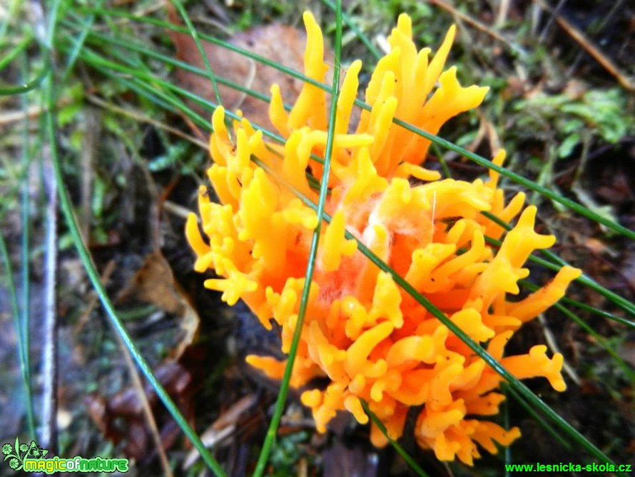 Krásnorůžek lepkavý - Calocera viscosa - Foto Radka Cepková