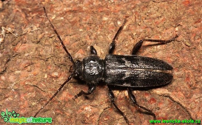 Tesařík krovový - Hylotrupes bajulus - Foto G. Ritschel