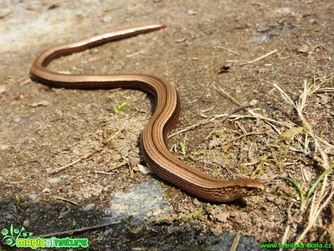 Slepýš křehký - Anguis fragilis - Foto Radka Cepková (2)