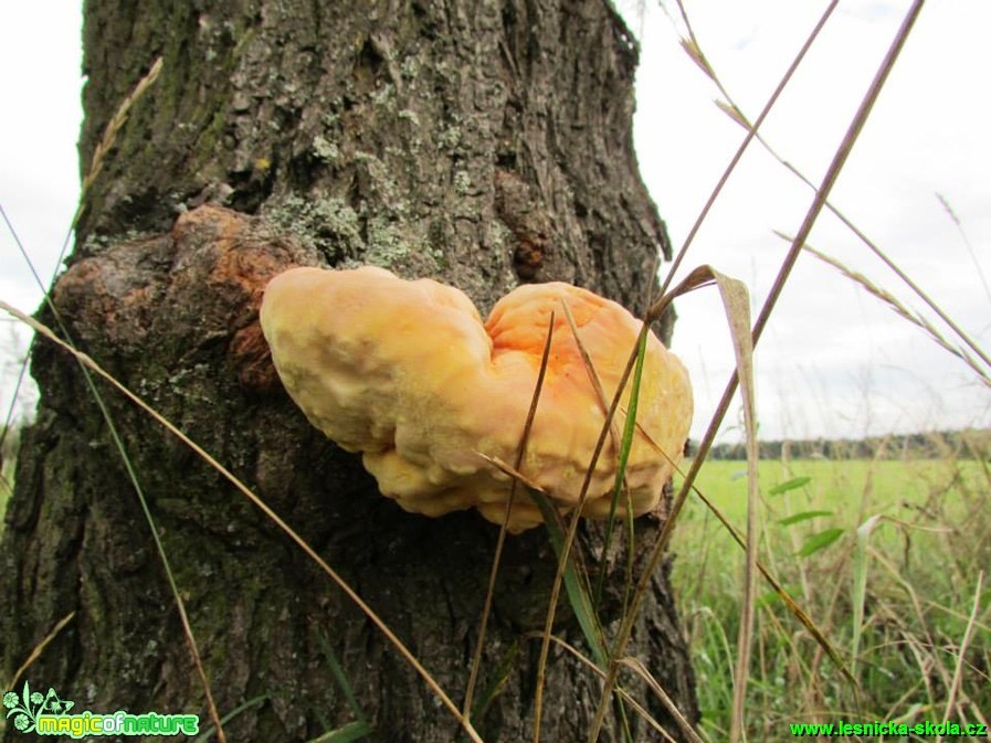 Sírovec - Laetiporus - Foto Rasťo Salčík