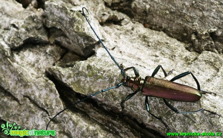 Tesařík pižmový - Aromia moschata - Foto G. Ritschel