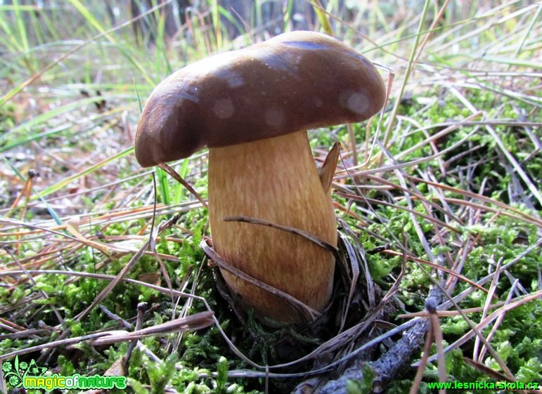 Hřib hnědý -  Boletus badius - Foto Rasťo Salčík