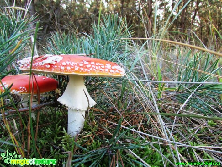 Muchomůrka červená - Amanita muscaria - Foto Rasťo Salčík