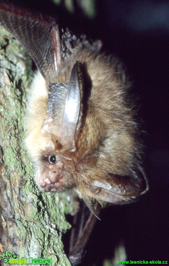 Netopýr - Plecotus - Foto Gerd Ritschel (3)