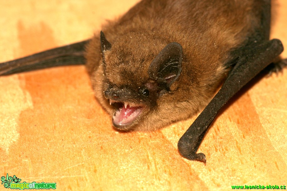 Netopýr hvízdavý - Pipistrellus pipistrellus - Foto Gerd Ritschel (1)