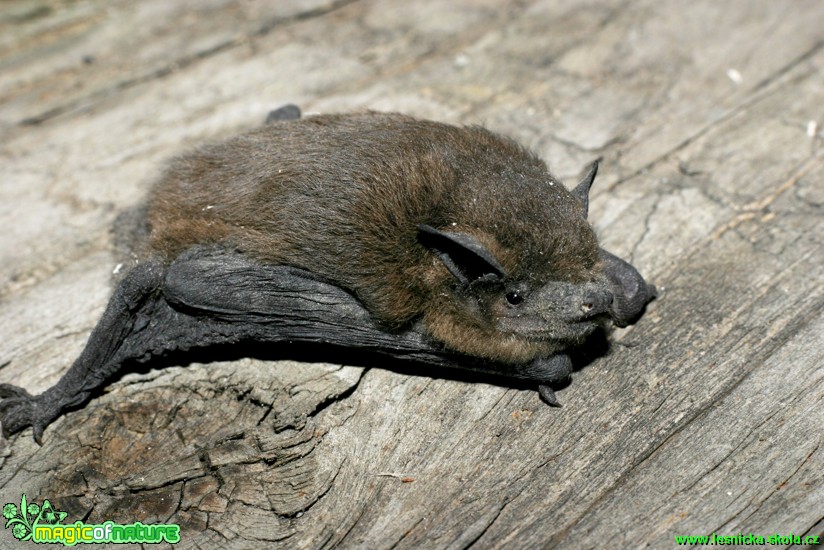 Netopýr hvízdavý - Pipistrellus pipistrellus - Foto Gerd Ritschel (3)