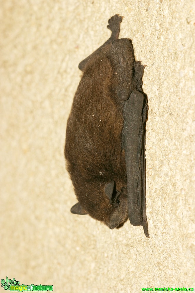 Netopýr hvízdavý - Pipistrellus pipistrellus - Foto Gerd Ritschel (7)