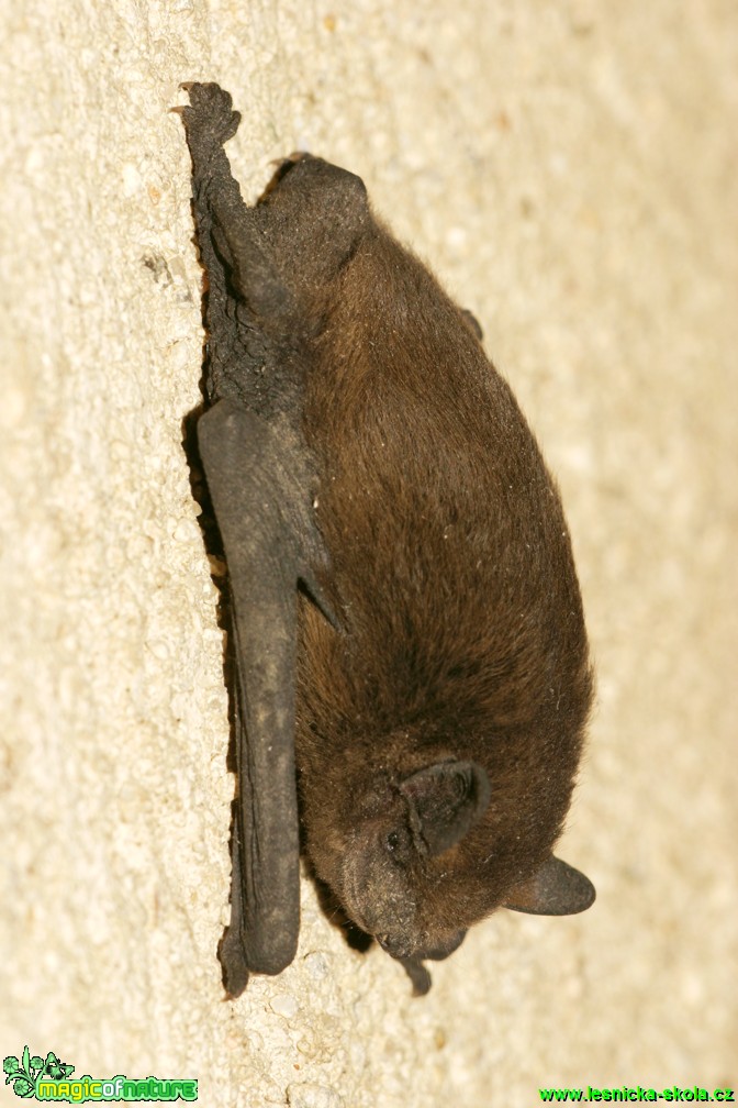 Netopýr hvízdavý - Pipistrellus pipistrellus - Foto Gerd Ritschel (8)