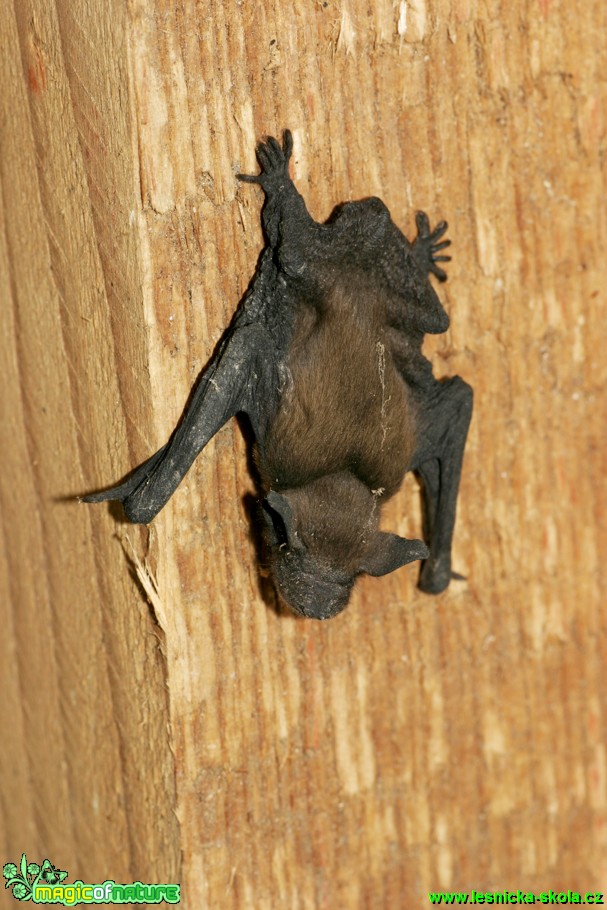 Netopýr hvízdavý - Pipistrellus pipistrellus - Foto Gerd Ritschel (9)