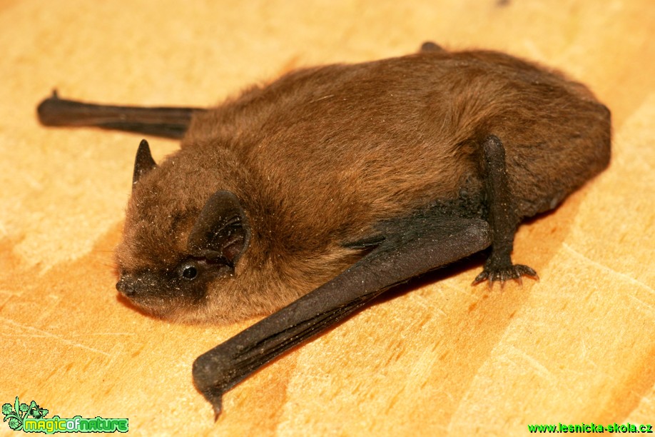 Netopýr hvízdavý - Pipistrellus pipistrellus - Foto Gerd Ritschel