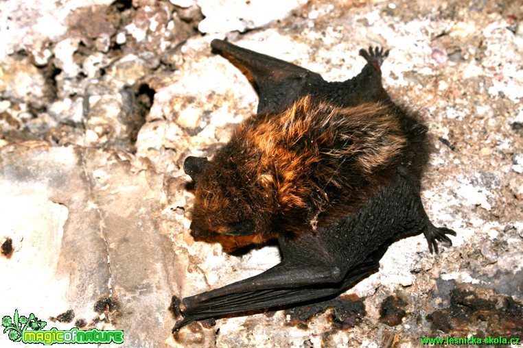 Netopýr rezavý - Nyctalus noctula - Foto Gerd Ritschel (2)