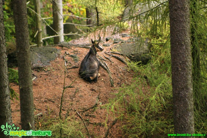 Kamzík horský - Rupicapra rupicapra - Foto Gerd Ritschel   (1)