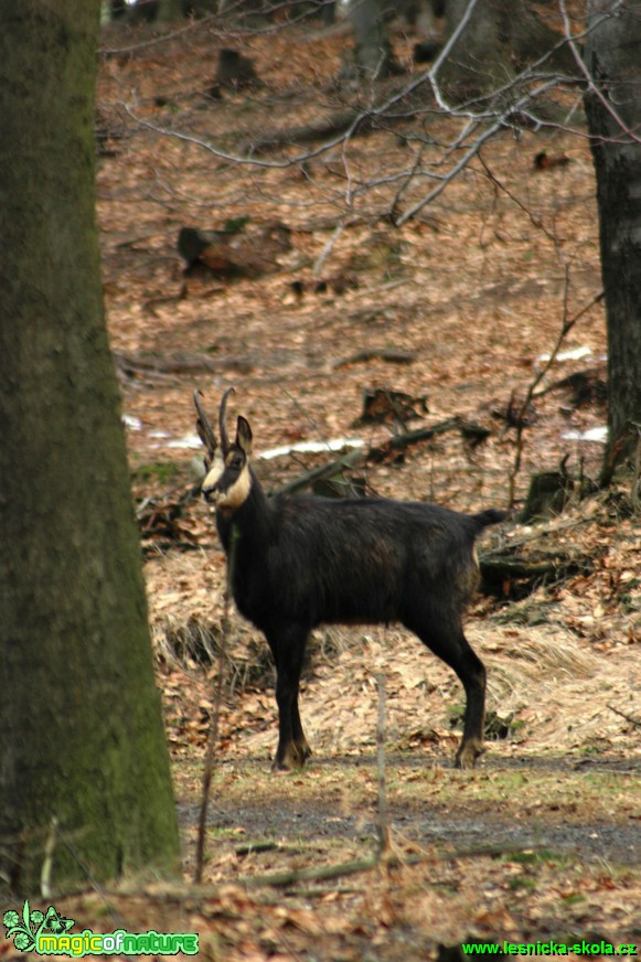 Kamzík horský - Rupicapra rupicapra - Foto Gerd Ritschel   (4)