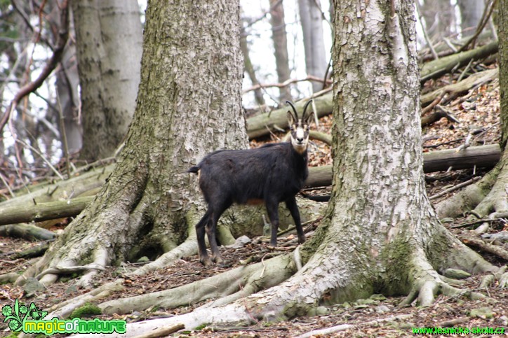 Kamzík horský - Rupicapra rupicapra - Foto Gerd Ritschel   (9)