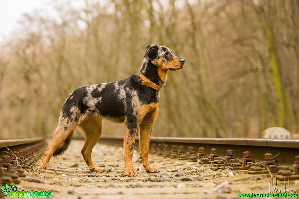 Focení psů - Foto Jiří Křivánek (8)