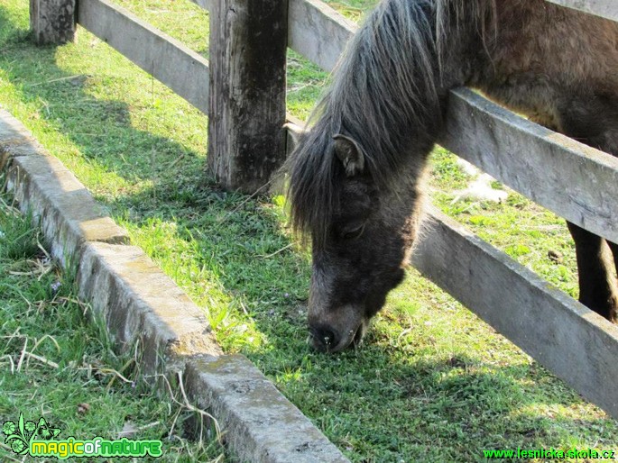 Koně a poníci - Foto Rasťo Salčík (5)