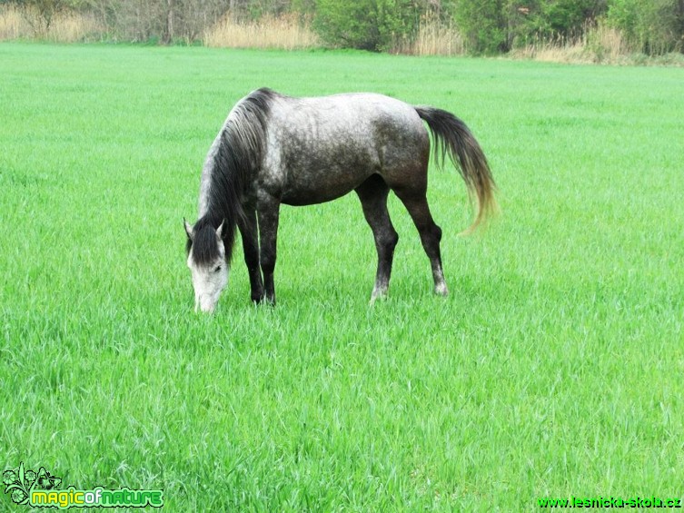 Koně a poníci - Foto Rasťo Salčík (6)